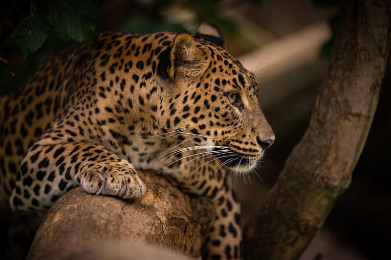 Defesa dos animais silvestres