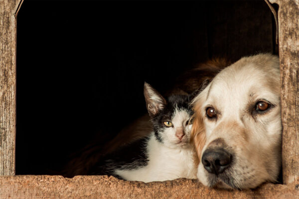 Tripoli e a causa animal